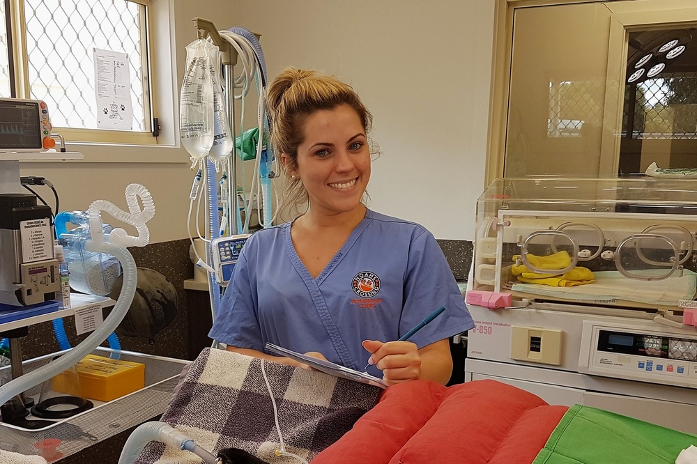 Professional team at Noahs Crossing Vet Clinic