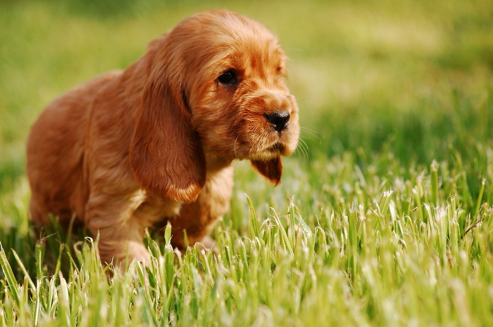 Puppies