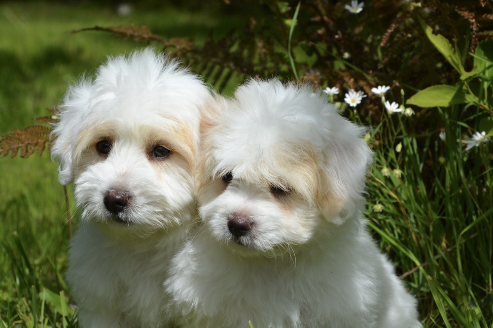 Puppies