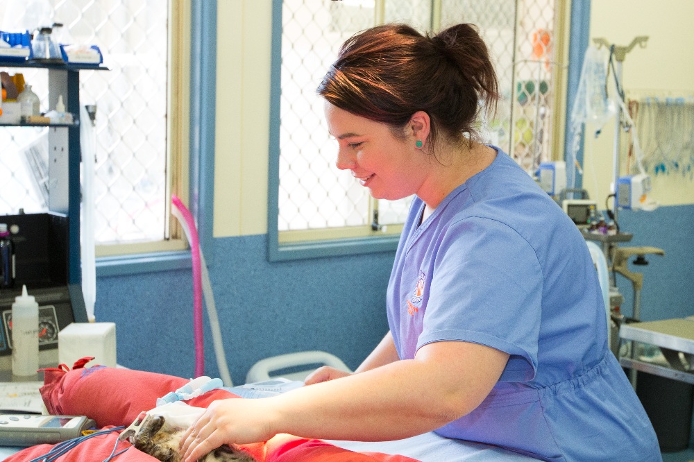 Nurses at Noahs Crossing Vet Clinic
